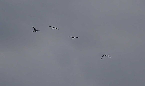 Glossy Ibis
