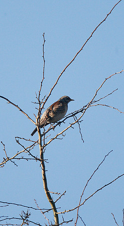 Fieldfare