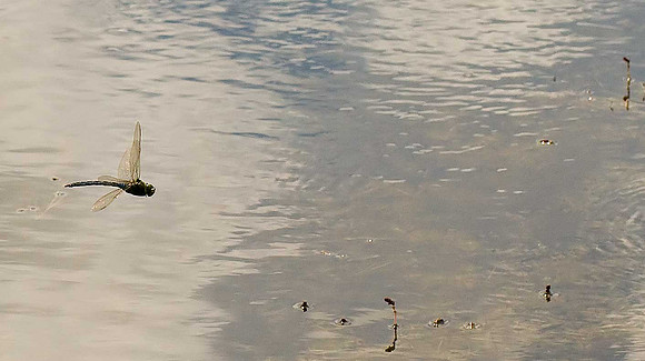 Dragonfly sp.