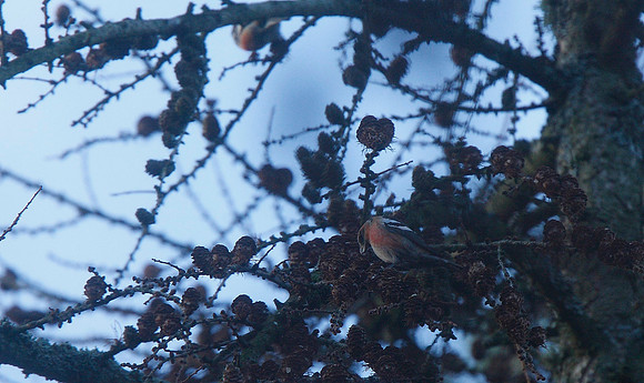 Two-barred Crossbill