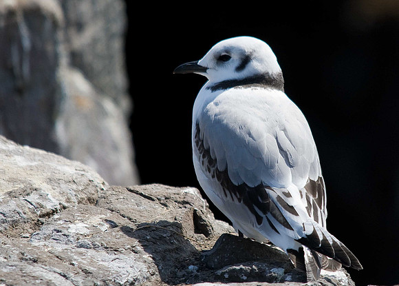 Kittiwake
