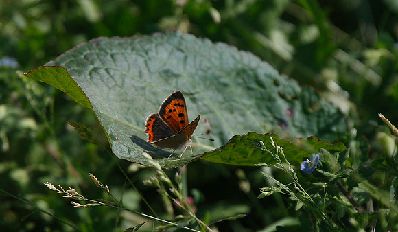 Small Copper