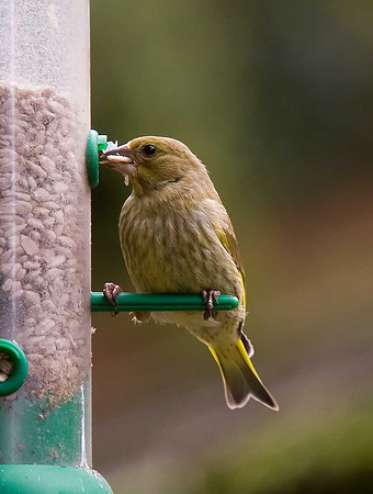 Greenfinch