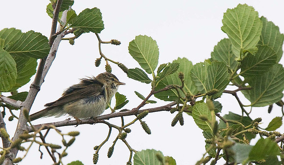 Willow Warbler