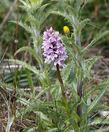 Common spotted