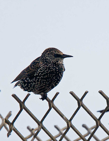 Starling