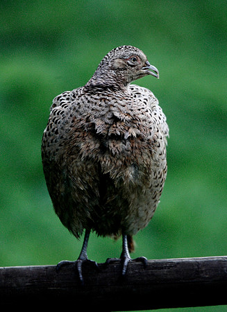 Pheasant