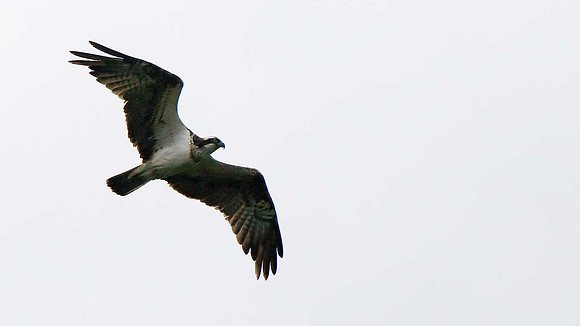 Osprey