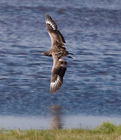 Great Skua