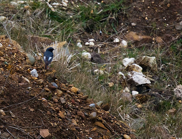 Black Redstart