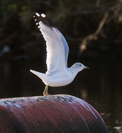 Ring-billed Gull