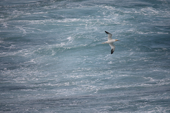 Gannet
