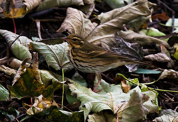 Olive-backed Pipit
