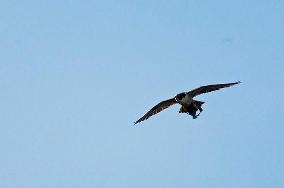 Peregrine falcon