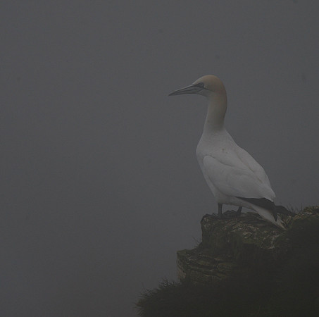 Gannet