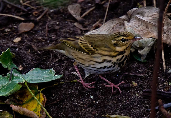 Olive-backed Pipit