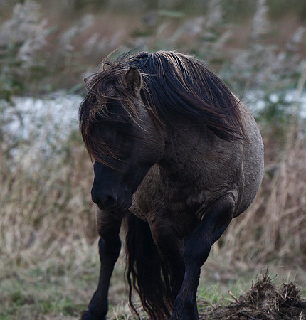 Konik Pony