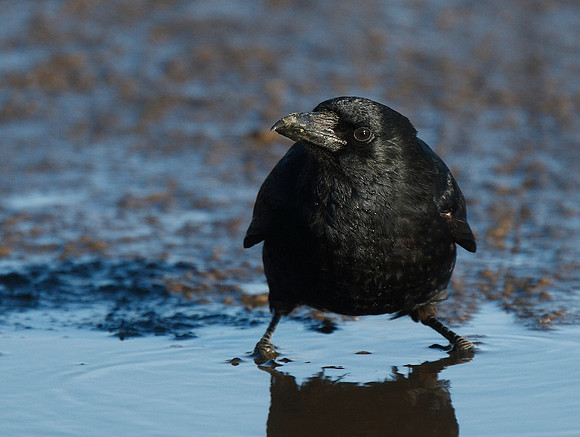 Crow