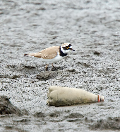 Little Ringed Plover