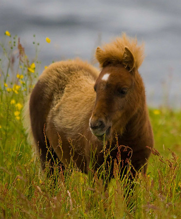 Shetland Pony