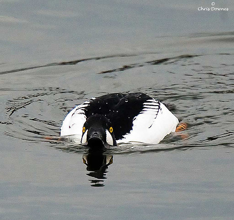 Goldeneye