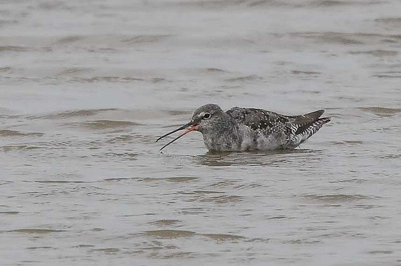 Spotted Redshank