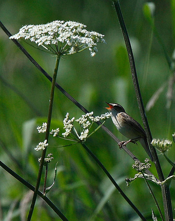 Sedge Warbler