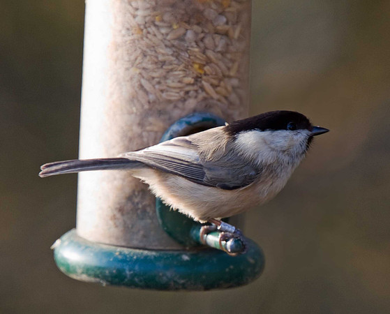 Willow Tit