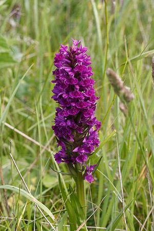 Marsh Orchid