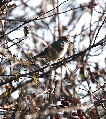 Blackcap
