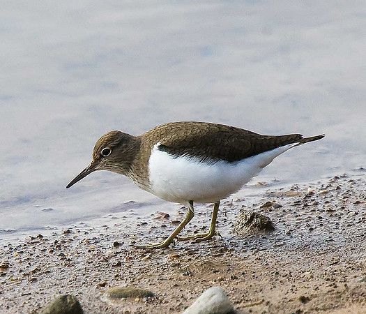 Common Sandpiper