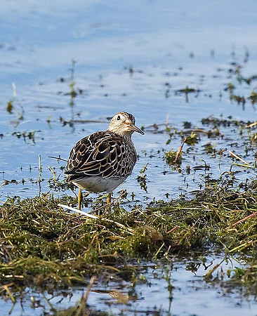 Pectoral Sandpiper