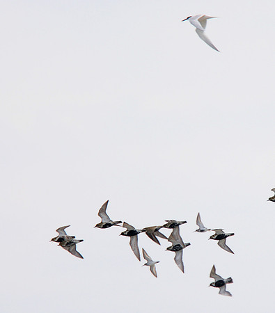 Golden Plover
