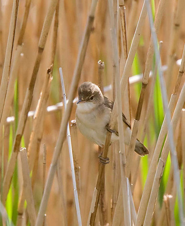 Reed Warbler