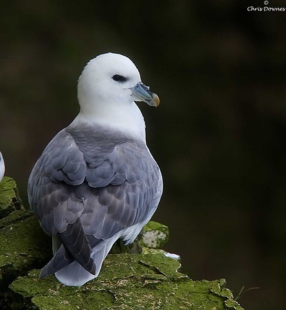 Fulmar