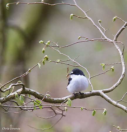 Pied Flycatcher