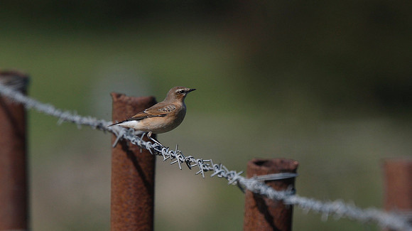 Wheatear
