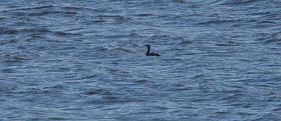Black-throated Diver