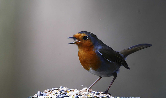 Robin