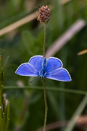 Common Blue