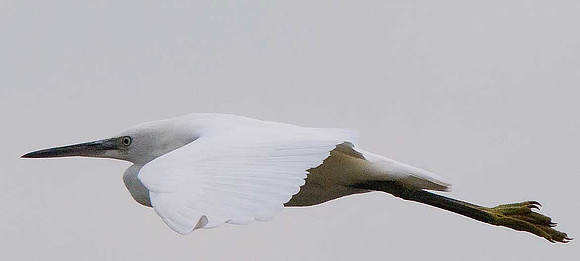 Little Egret
