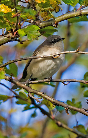 Siberian Lesser Whitethroat