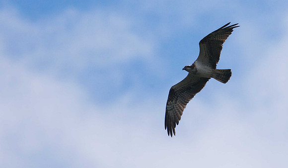 Osprey