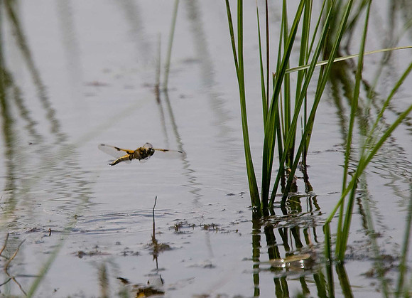 Dragonfly sp