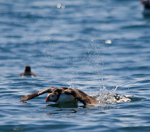 Puffin
