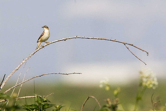 Sedge Warbler