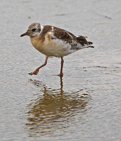 Juvenile Black-headed Gull