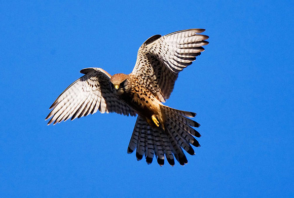 Kestrel