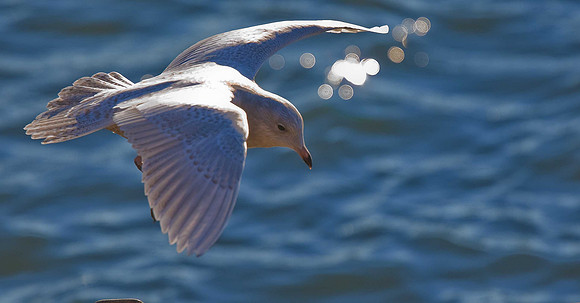 Iceland Gull