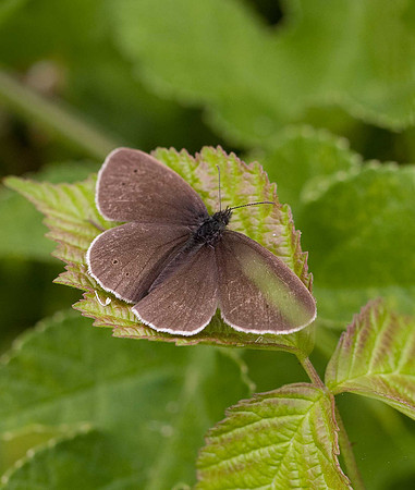 Ringlet